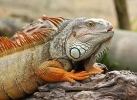 chameleon chamaeleo calyptratus close up on owners shoulder.