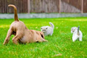perro y dos gatitos jugando juntos al aire libre foto