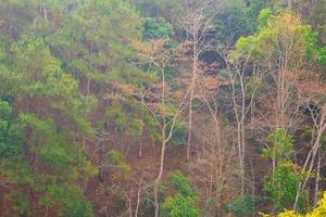 Magnificent panoramic view the  forest on the mighty photo