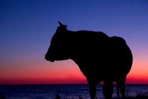 Silhouette of cow on sunset background