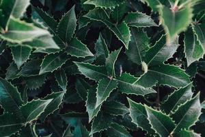 Green leaves texture background photo