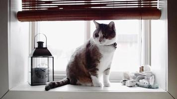 foto-movimento cinemagraph de gato engraçado na janela video