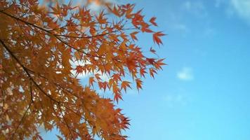 Autumn leaves in a Japanese park video