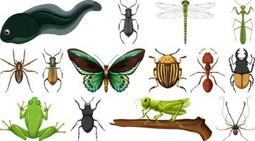 Colección de diferentes insectos aislado sobre fondo blanco. vector