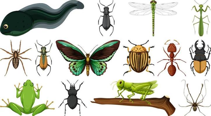 Different insects collection isolated on white background