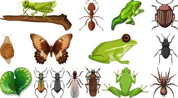 Colección de diferentes insectos aislado sobre fondo blanco. vector