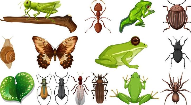 Different insects collection isolated on white background