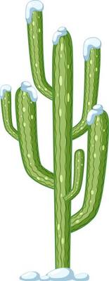 Saguaro cactus isolated on white background