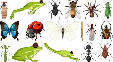 Different insects collection isolated on white background vector