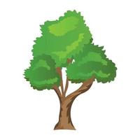 árbol de nogal bitternut vector