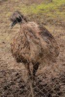 Adult ostrich of an emu in the open-air cage of a zoo photo