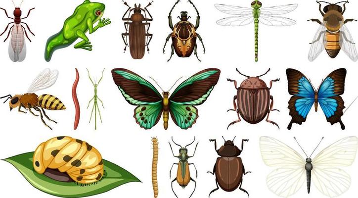 Different insects collection isolated on white background