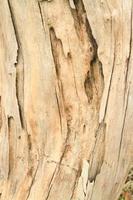 wood grain background without bark photo
