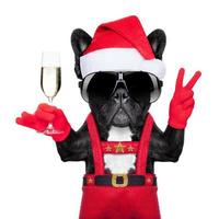 perro con champagne fondo de navidad
