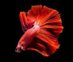 macro beautiful tail of  red fish photo