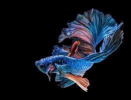 Abstrack hermoso de peces Betta de Siam en Tailandia foto