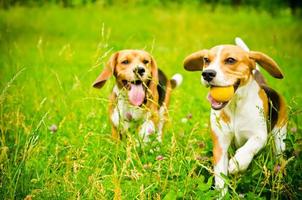 imagen de dos beagle foto