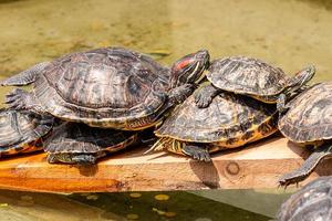 Murray River Turtle basking on log photo