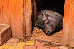 The wild boar sleeps in the open-air cage of a zoo