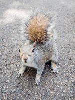 Squirrel on tarmac photo