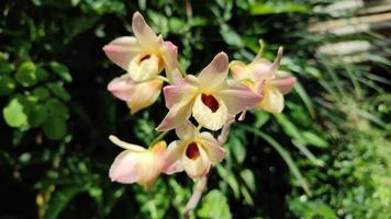 flover de orquídeas. orquídea de fondo. jardín de orquídeas. orchidaceae. hermoso jardín de flores. hermosas orquídeas. foto