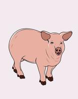 illustration vector adult pig on white background