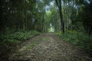 Green forest woodland nature and walkway lane path forest trees background - Dark Forest