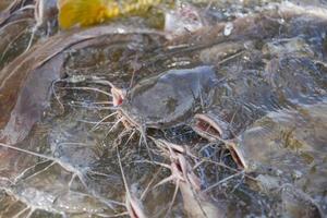 Bagre comiendo de la alimentación de alimentos en estanques de superficie de agua - piscifactoría de agua dulce foto