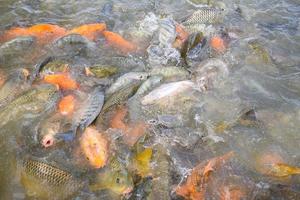 granja de tilapia de agua dulce - pez carpa dorada tilapia o carpa naranja y bagre comiendo de la alimentación en estanques de superficie de agua en la piscifactoría foto