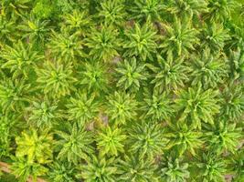 Aerial view of the palm tree green fields nature agricultural farm background, Top view palm leaves from above of crops in green, Bird's eye view tropical tree plant photo
