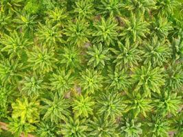 Aerial view of the palm tree green fields nature agricultural farm background, Top view palm leaves from above of crops in green, Bird's eye view tropical tree plant photo