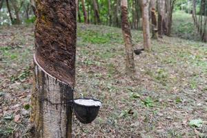 Rubber plantations with rubber latex in bowl extracted from rubber tree plantation agriculture of asian for natural latex photo