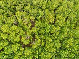 Vista aérea del entorno de los árboles del bosque Fondo de la naturaleza del bosque, textura del árbol verde Vista superior del bosque desde arriba, plantaciones de caucho con agricultura de árboles de caucho foto