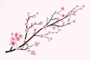 Cherry blossom with watercolor blooming Sakura flower. Japanese Cherry blossom vector. Realistic watercolor cherry blossom vector. Sakura branch with watercolor flower. Watercolor cherry flower. vector