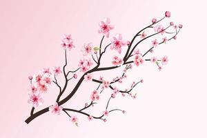 Cherry blossom with blooming watercolor Sakura. Realistic watercolor sakura flower branch. Japanese Cherry blossom vector. Cherry blossom branch with Sakura flower. Cherry flower branch. vector