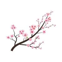 Cherry blossom branch with pink Sakura flower vector. Cherry blossom with watercolor Sakura flower blooming. Watercolor cherry flower. Japanese Cherry blossom vector. Sakura branch. vector