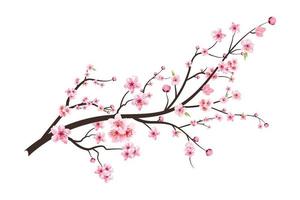 Cherry blossom with blooming watercolor Sakura flower. Realistic Sakura flower branch. Japanese Cherry blossom vector. Cherry blossom branch vector. Watercolor cherry flower illustration. vector
