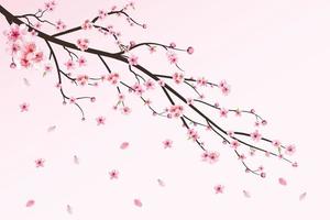 Cherry blossom with watercolor Sakura flower. Cherry blossom leaves falling. Realistic sakura branch vector. Japanese Cherry blossom vector. Pink Sakura flower falling. Cherry branch with Sakura. vector