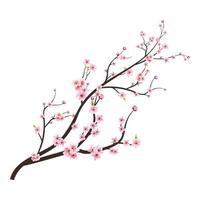 Japanese Cherry blossom vector. Cherry blossom branch with Sakura flower. Cherry blossom with pink watercolor Sakura flower. Watercolor cherry flower vector. Sakura branch vector. vector