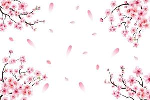 Cherry blossom with pink Sakura flower vector. Pink Sakura leaf falling. Sakura branch with blooming watercolor flower. Cherry blossom leaves falling. Japanese Cherry blossom vector. vector