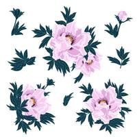 Pink peony flowers and leaves pattern. Vector image of pink flowers of a tree peony.