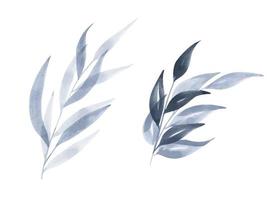 Set watercolor design elements of blue leaves. Botanic illustration. vector
