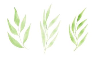 Set watercolor design elements of green leaves. vector