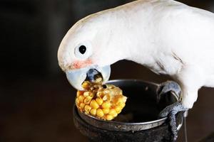 Feeding white parrots with yellow corn, pet care for humans.