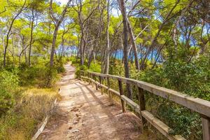 Natural walking path in forest Parc natural de Mondrago Mallorca. photo