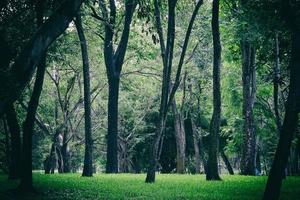 green tree in nature park. photo