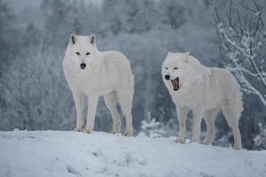 Arctic wolf in winter photo