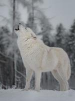 lobo ártico aullando en invierno