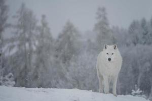 Arctic wolf in winter photo
