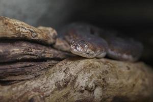 Macklot's python on log